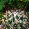 40 _Coryphantha _pulleineana_ SB33_ 03